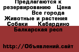 Предлагаются к резервированию › Цена ­ 16 000 - Все города Животные и растения » Собаки   . Кабардино-Балкарская респ.